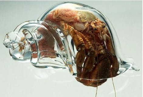 Contemporary house for hermit crab
