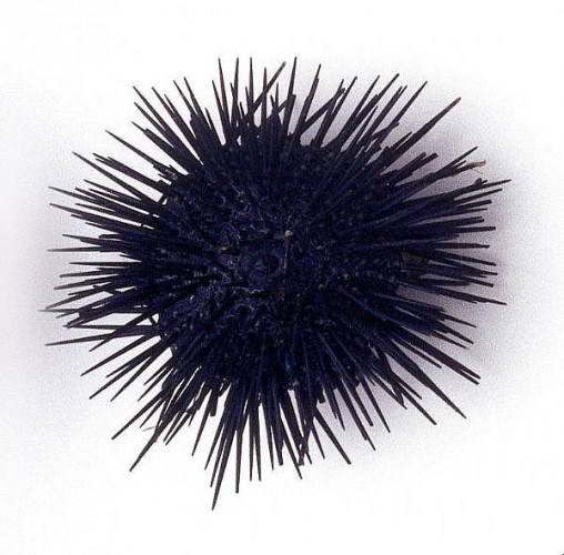 Urchin