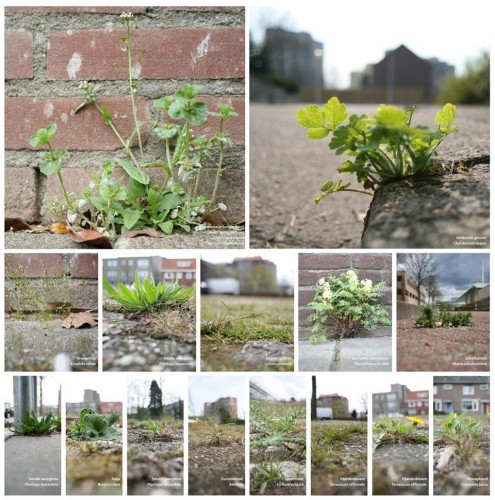 urban planting