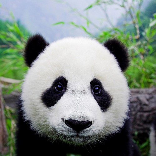 panda