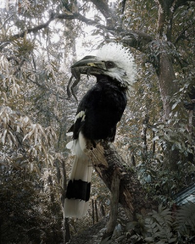 Frog with bird on its head