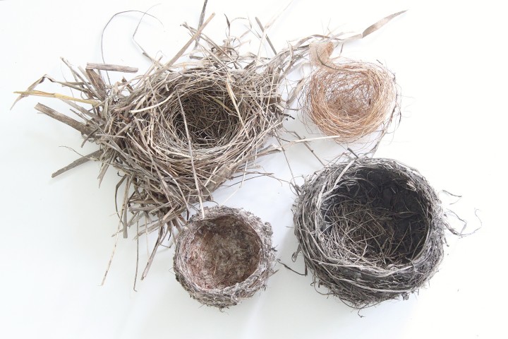 birds nests