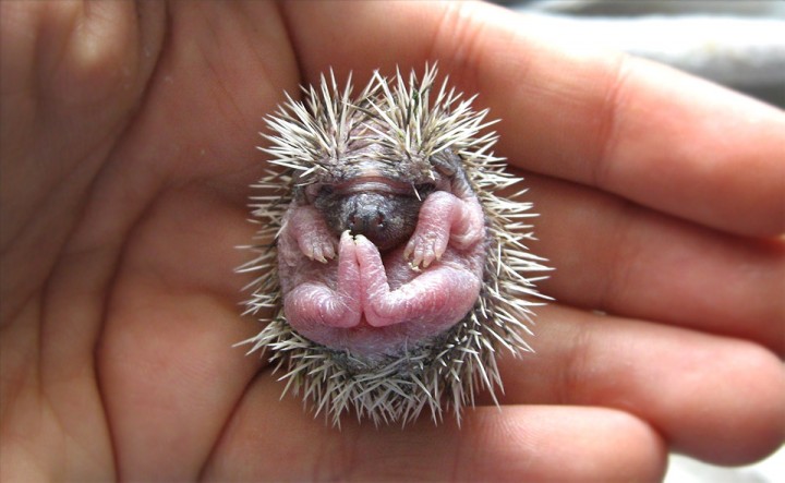 baby hedgehog