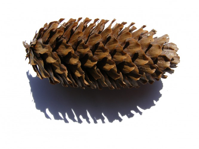 Pinecone