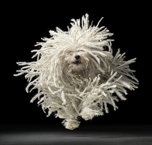 Tim Flach photo