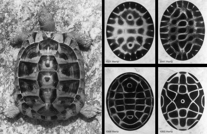 tortoise wave interference patterns