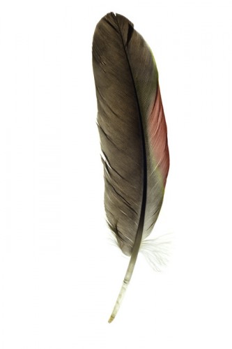 just a feather