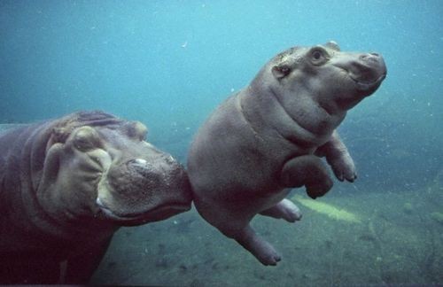 hippo