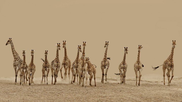 Giraffes