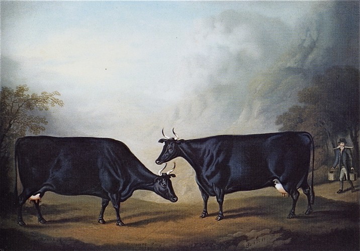 Cow Painting