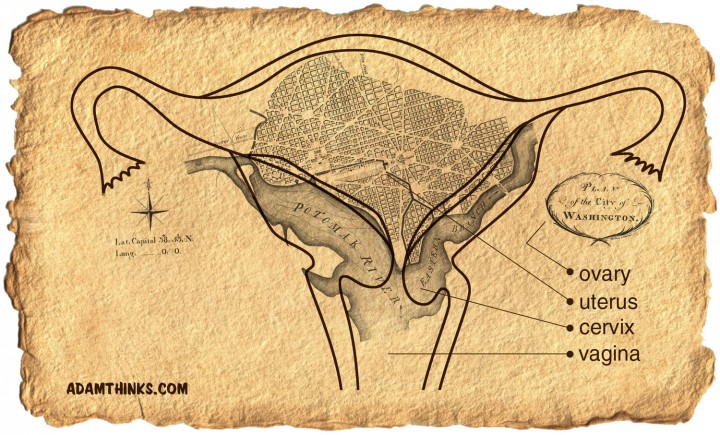 Washington vagina diagram