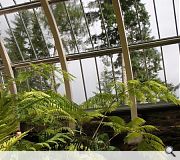 Restoration of Fernery