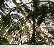 Restoration of Fernery